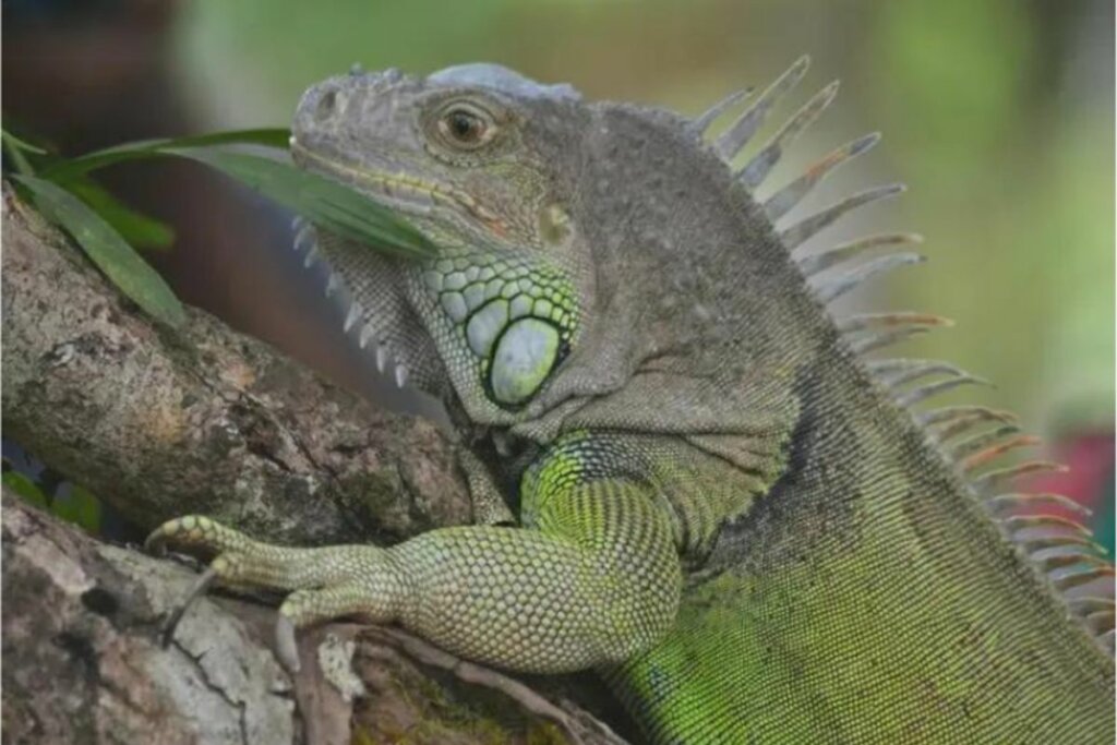 Uma iguana em uma árvore 