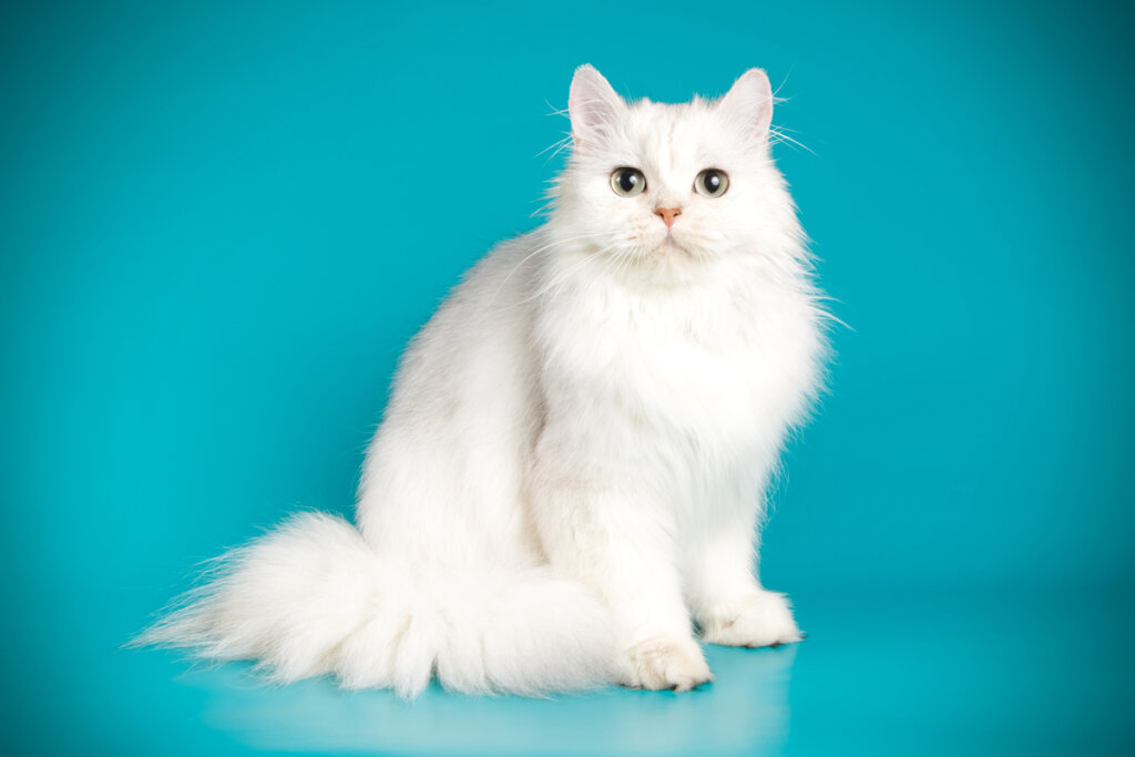 Gato persa todo branco no fundo azul