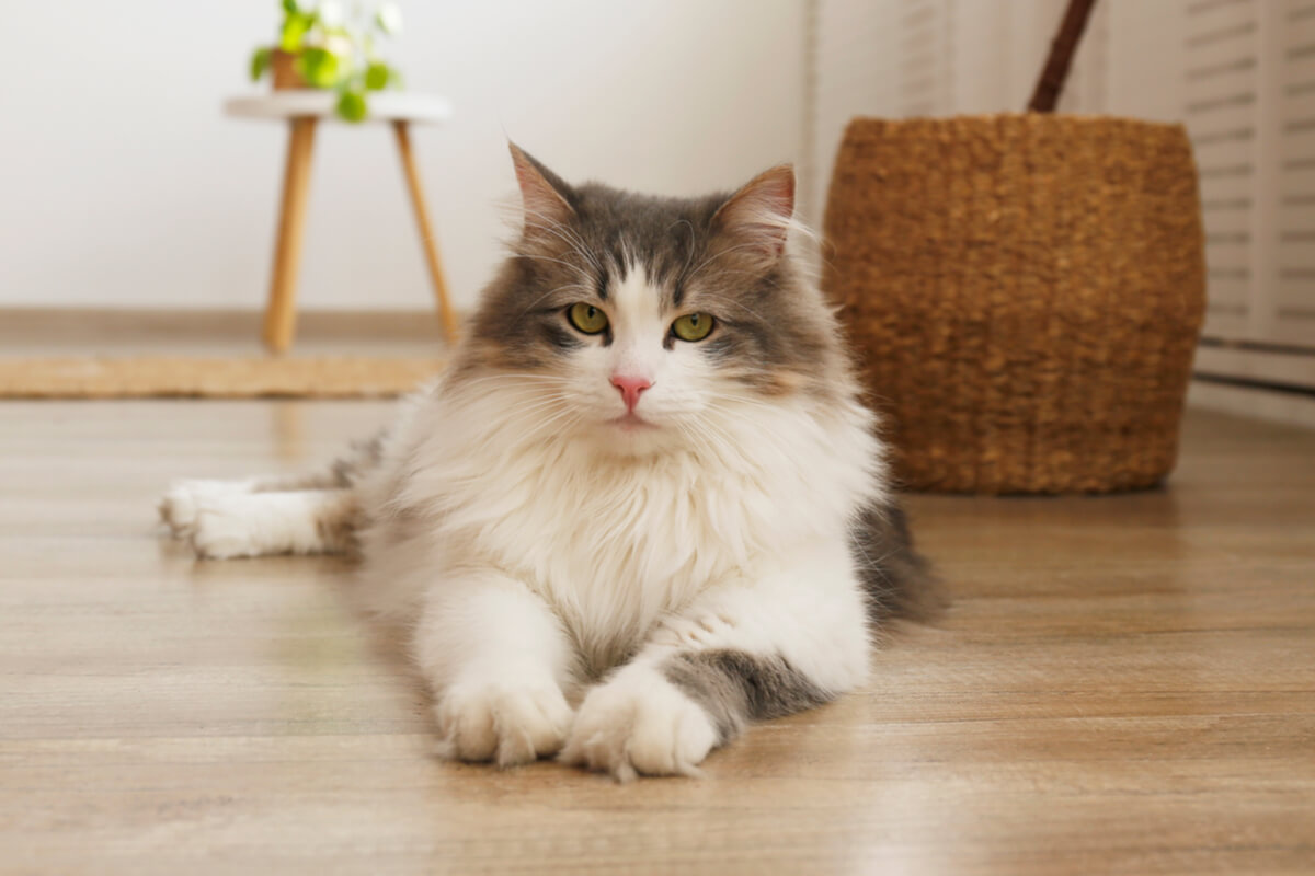 Saiba como proteger o seu gato de doenças renais