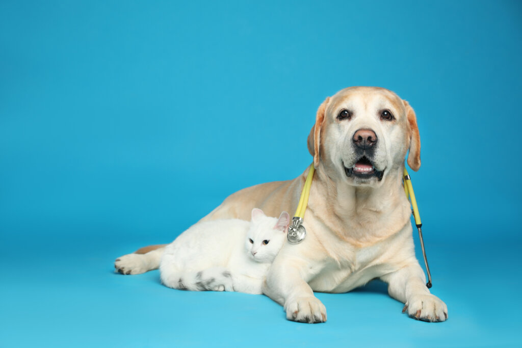 Gato branco e pequeno encostado em cachorro bege com estetoscópio no pescoço