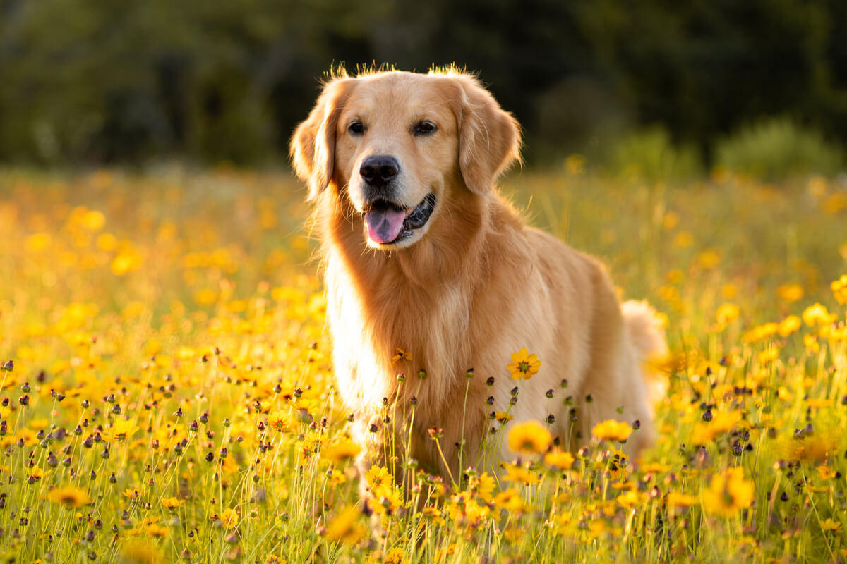 Cinomose canina: conheça as causas, os sintomas e os tratamentos