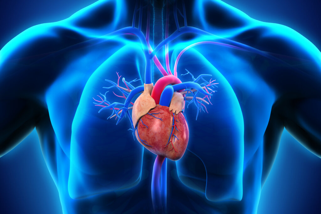 Ilustração anatômica de um coração