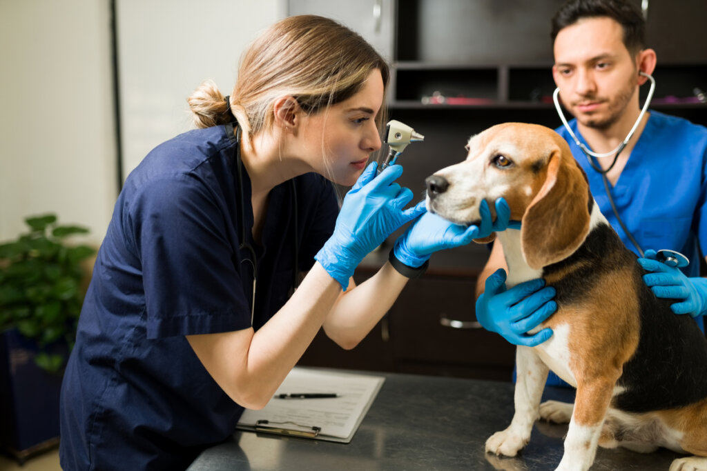 Médica veterinária e um auxiliar examinando um cão da raça beagle em cima da bancada