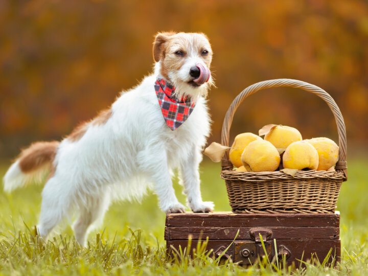 11 frutas que os cachorros não podem comer