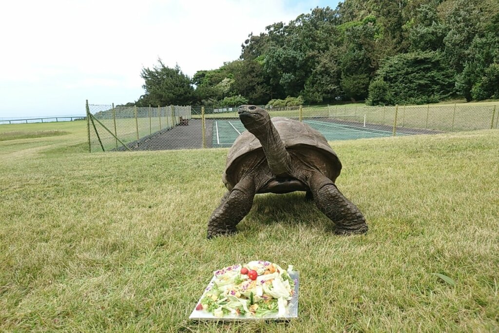 Tartaruga Jonathan em um parque com prato de comida