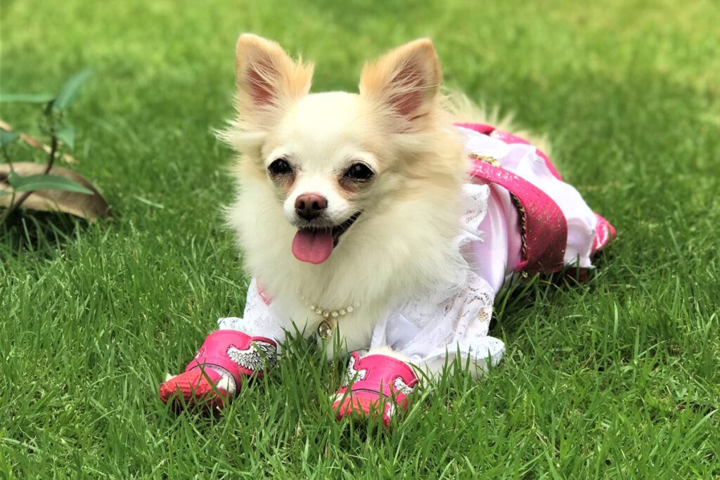 Cachorro com um sapato rosa deitado na grama