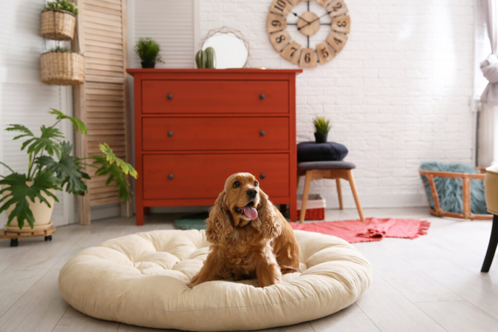 Cachorro caramelo em cima de um colchão redondo e objetos decorativos ao fundo