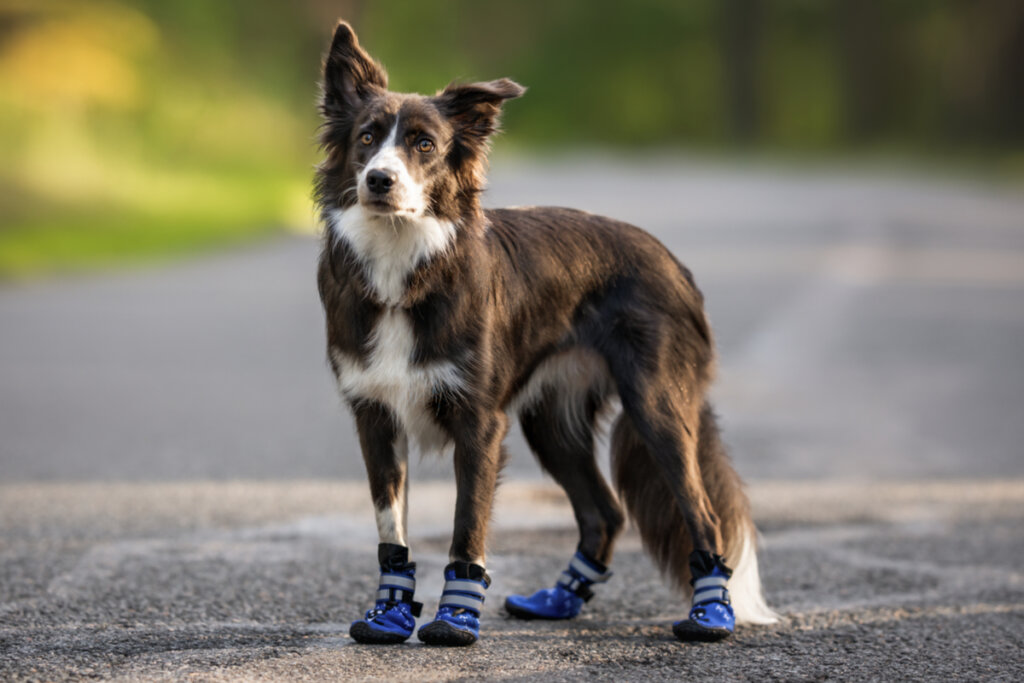 Cachorro com sapato azul em uma estrada