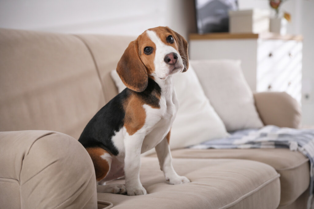 Cachorro sentado em cima do sofá na sala de estar