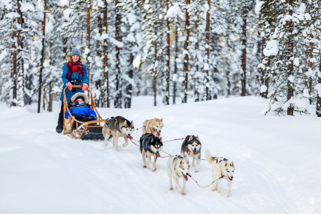 Mulher andando em um trenó de cães da raça husky siberiano