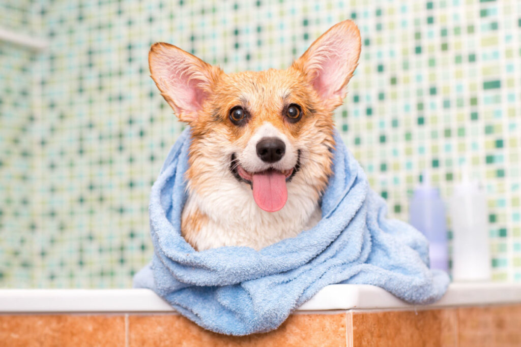 Cachorro corgi dentro de banheira enrolado em toalha azul