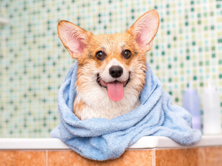 Veja os cuidados importantes ao dar banho em seu animal de estimação