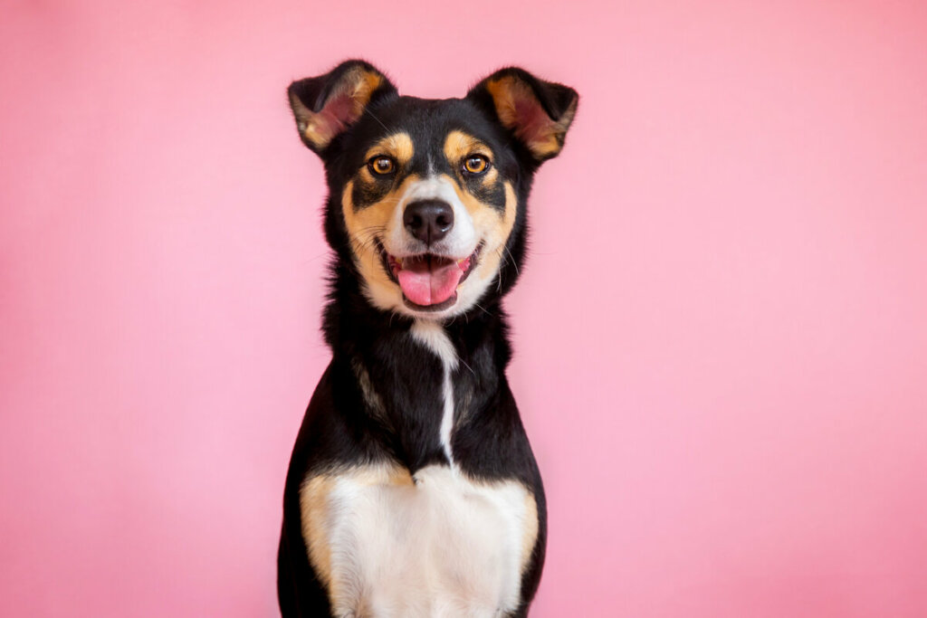 Cachorro olhando para foto, mostrando a língua em frente a um fundo rosa