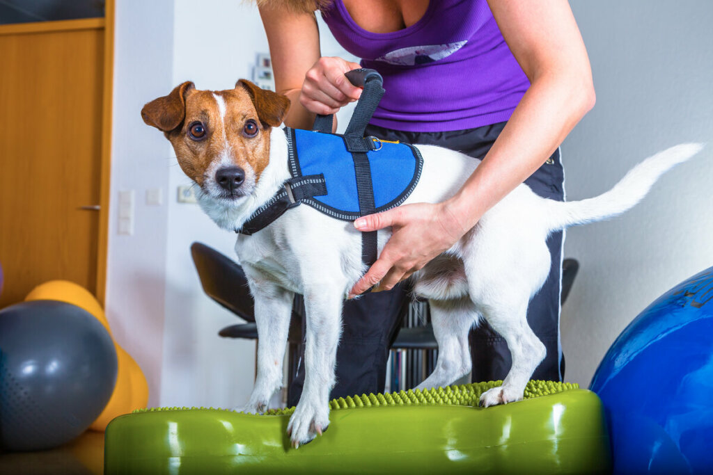 Cachorro fazendo fisioterapia