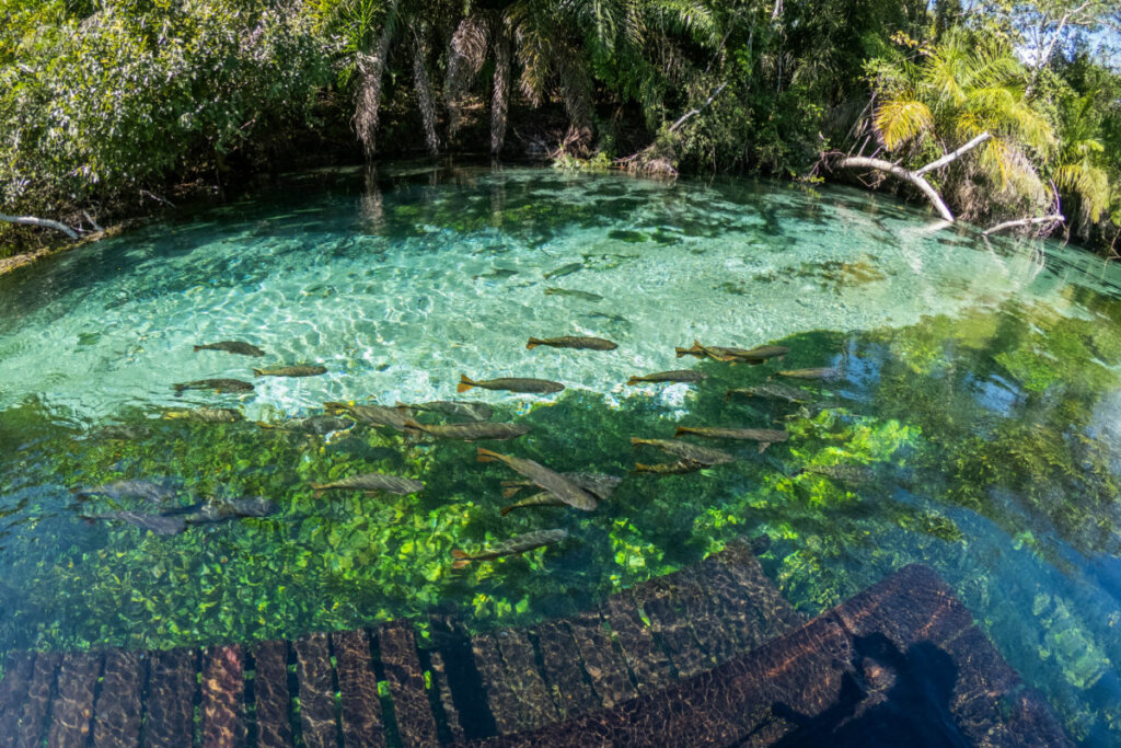 Água transparente com peixes e árvores em volta