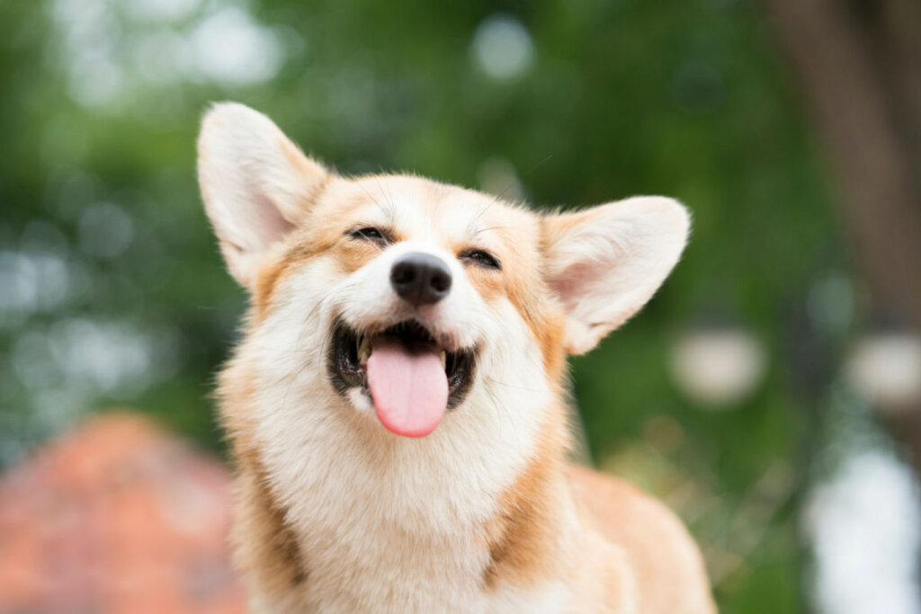 Cachorro da raça corgi com a boca aberta e língua de fora