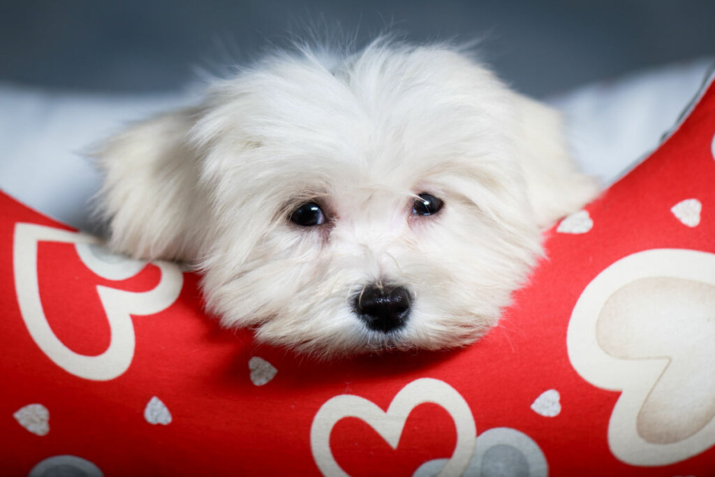 Filhote de cachorro maltês com a cabeça apoiada em cama vermelha com corações brancos