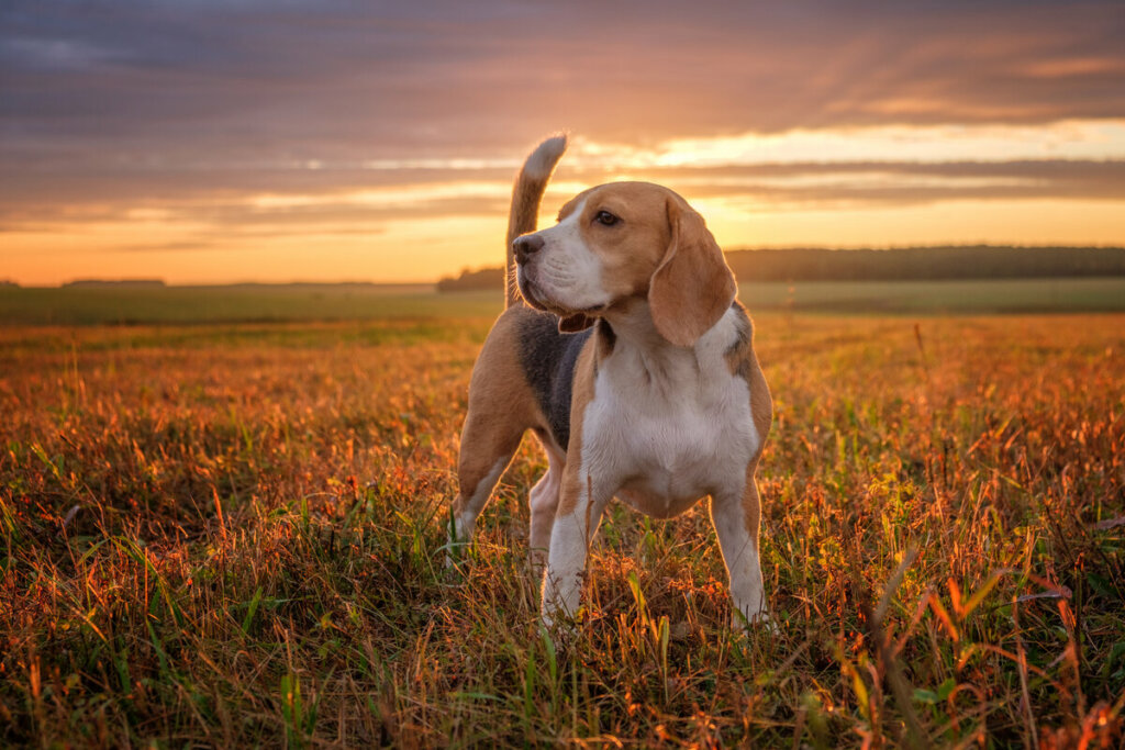 Beagle em meio a natureza