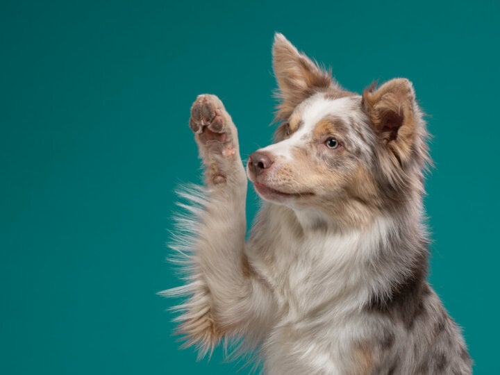 Saiba como escolher o nome para o seu cachorro