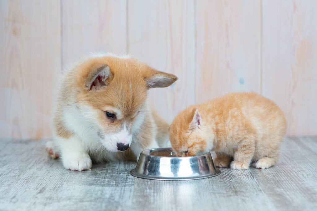 Cachorro e gato comendo em um pote de ração