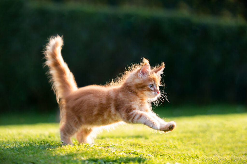 Filhote de gato correndo na grama