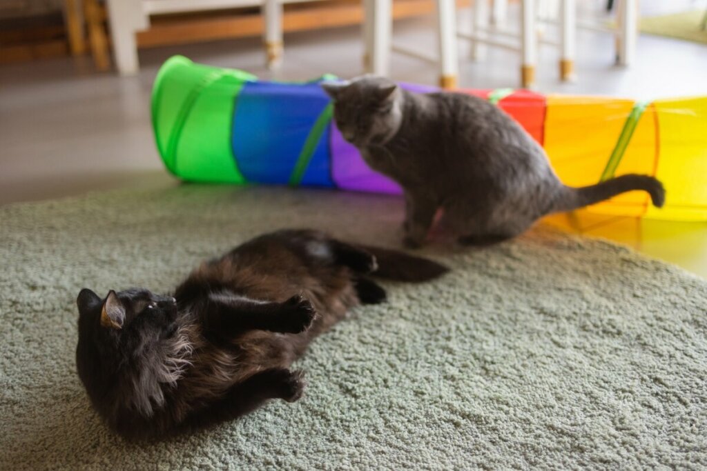 Dois gatos deitados em um tapete brincando