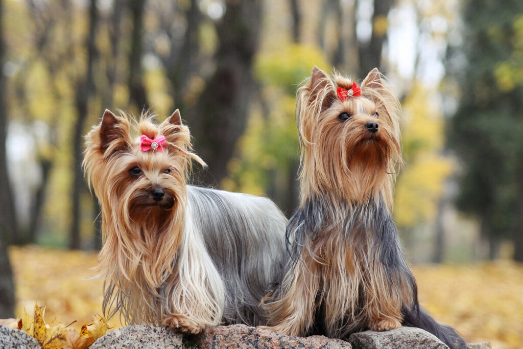 Duas cachorras sentadas em um parque
