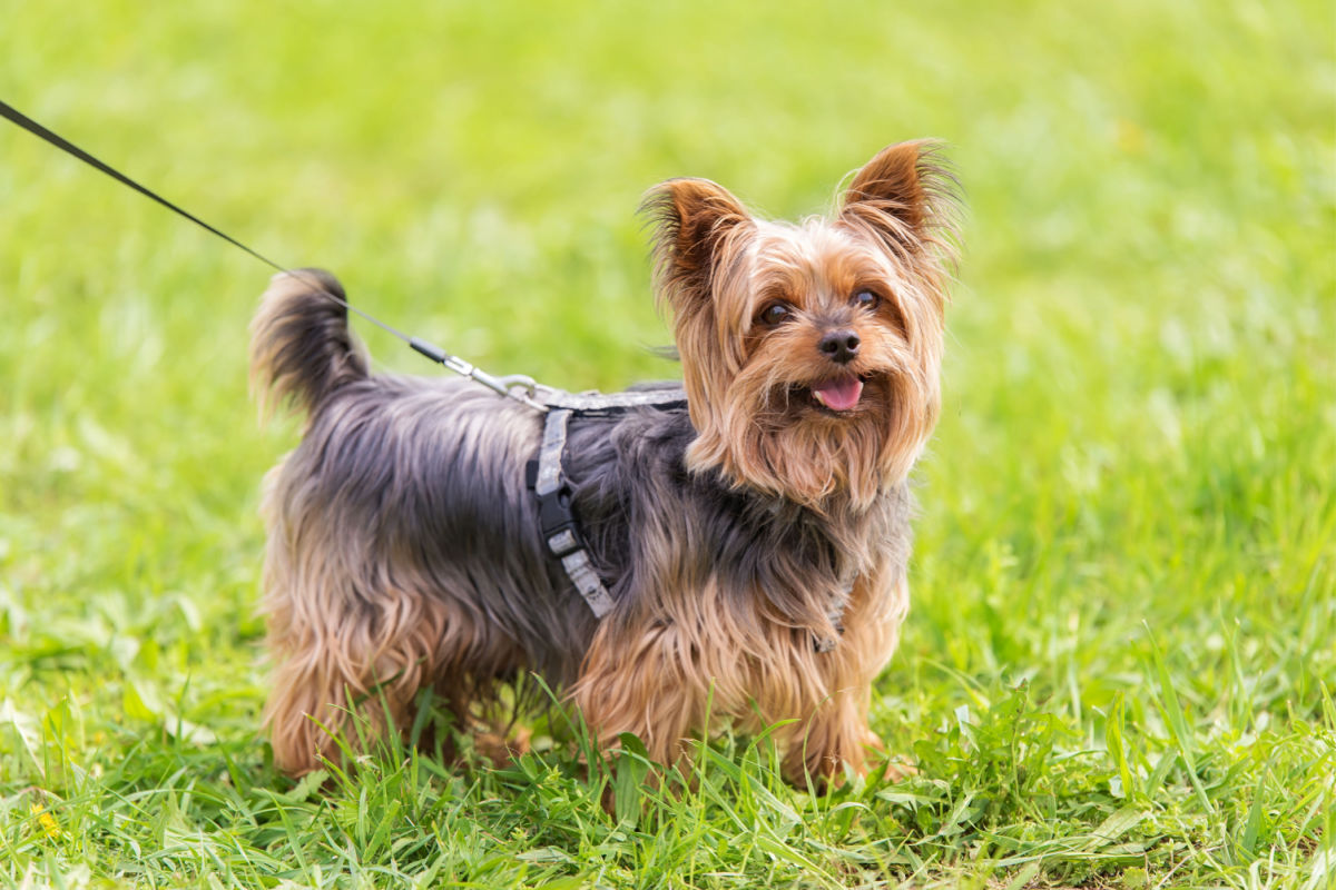 Yorkshire Terrier Tudo O Que Voc Precisa Saber Sobre Essa Ra A   Yorkshire Terrier 