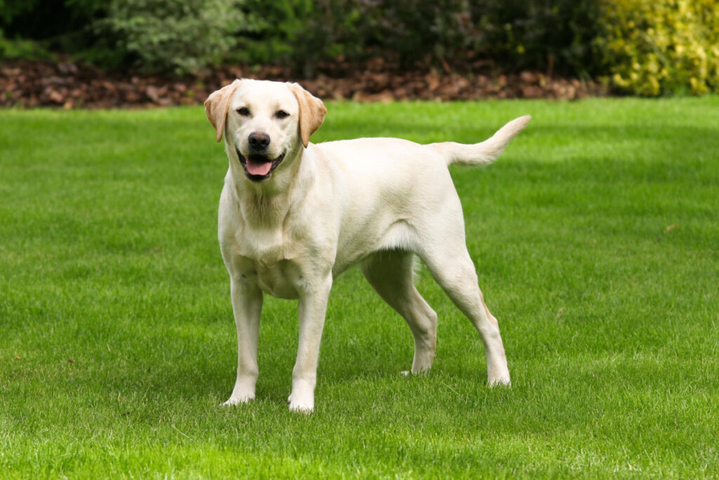 Labrador Retriever na grama verde 