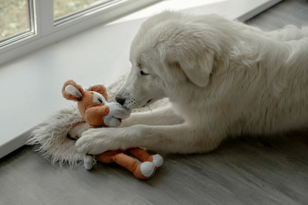 Cachorro branco segura pelúcia laranja
