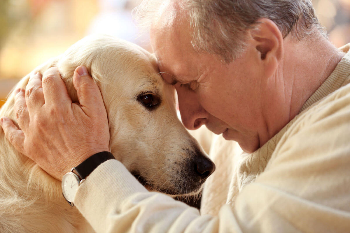 7 cuidados importantes com os cães idosos