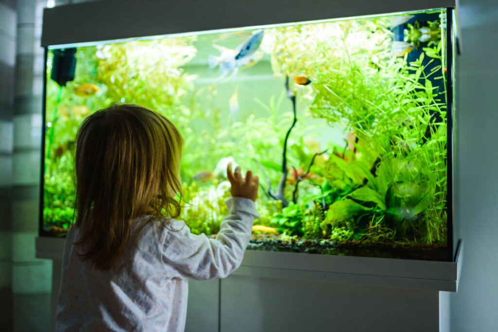 Criança olhando aquário com peixes nadando