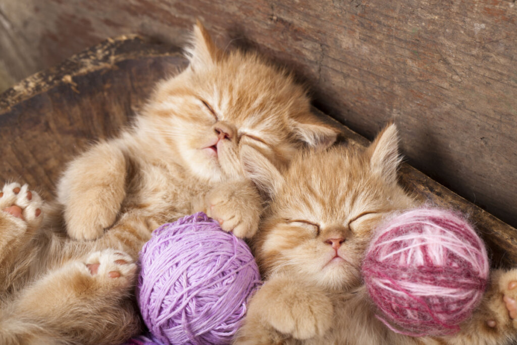 Filhotes de gatos persas caramelo. 