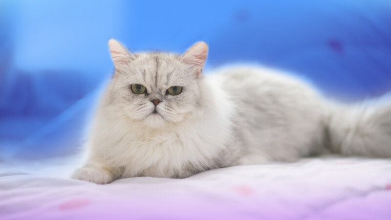 Características e curiosidades sobre os gatos persas