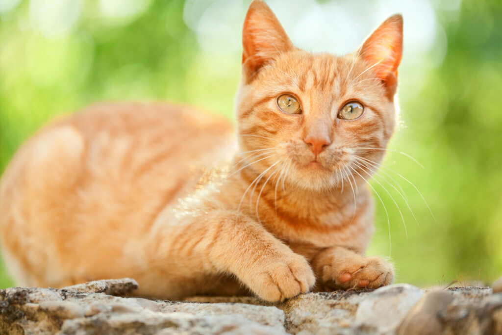 Gato laranja em cima de uma pedra