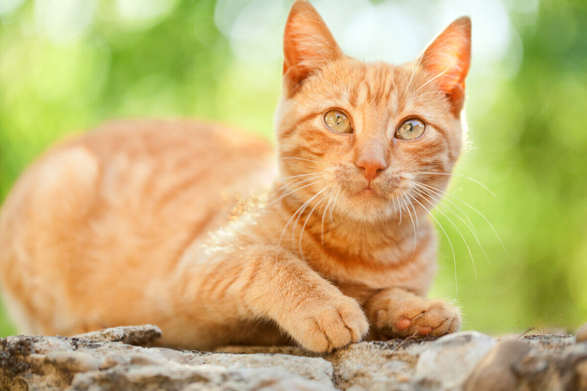 10 ideias de nomes para gatos laranjas
