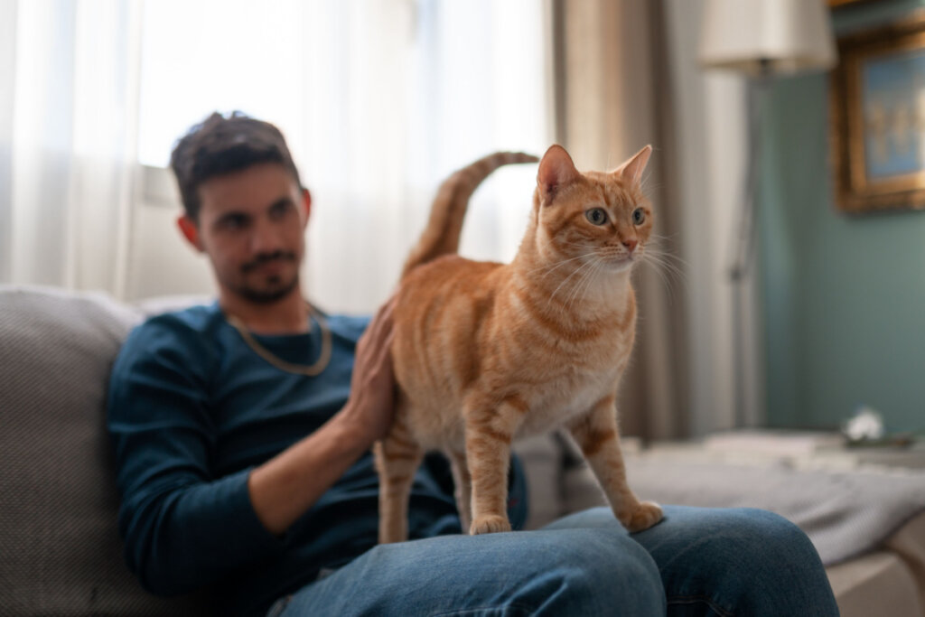 Homem sentado no sofá com gato laranja em pé em seu colo