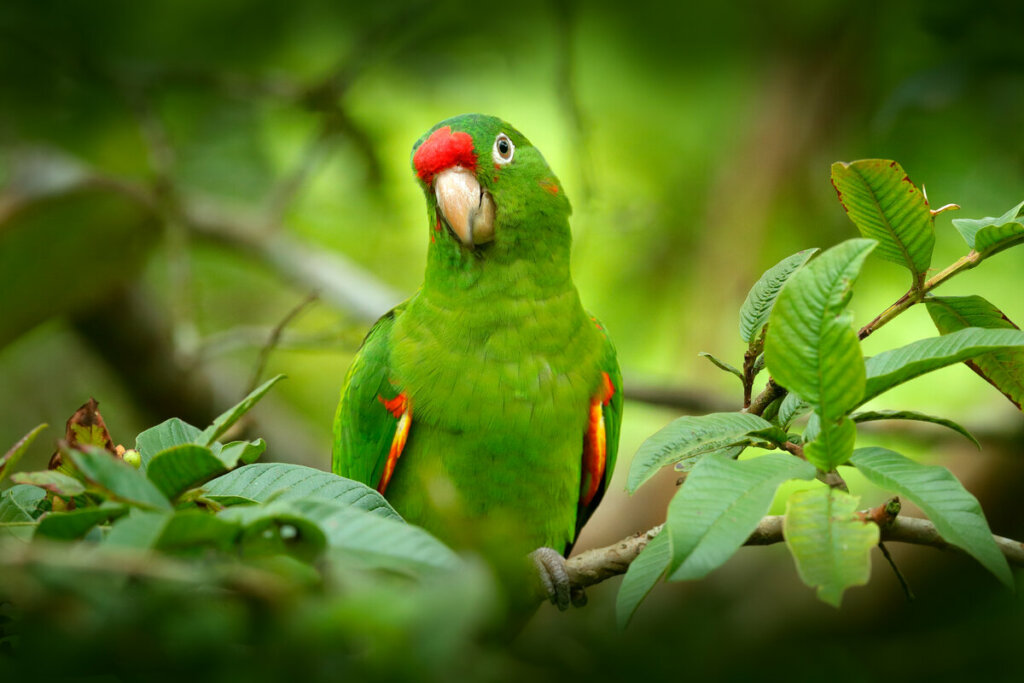 Papagaio verde em cima de um galho de árvore