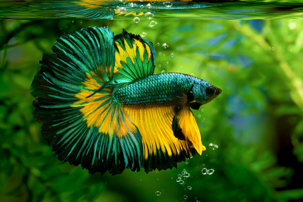 Peixe betta verde e amarelo dentro de um aquário