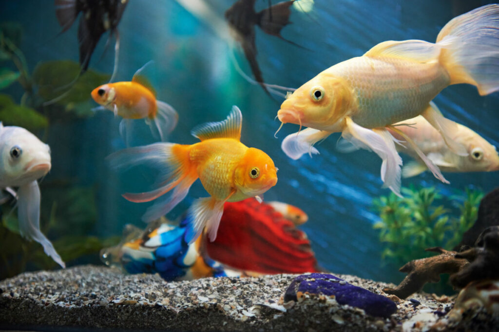 Peixes de estimação de diferentes cores e tamanhos nadando em aquário