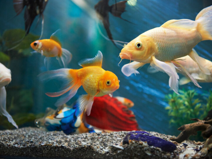 8 vantagens dos peixes como animais de estimação