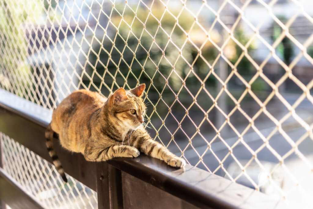 Um gato listrado sentado em uma janela com proteção de rede