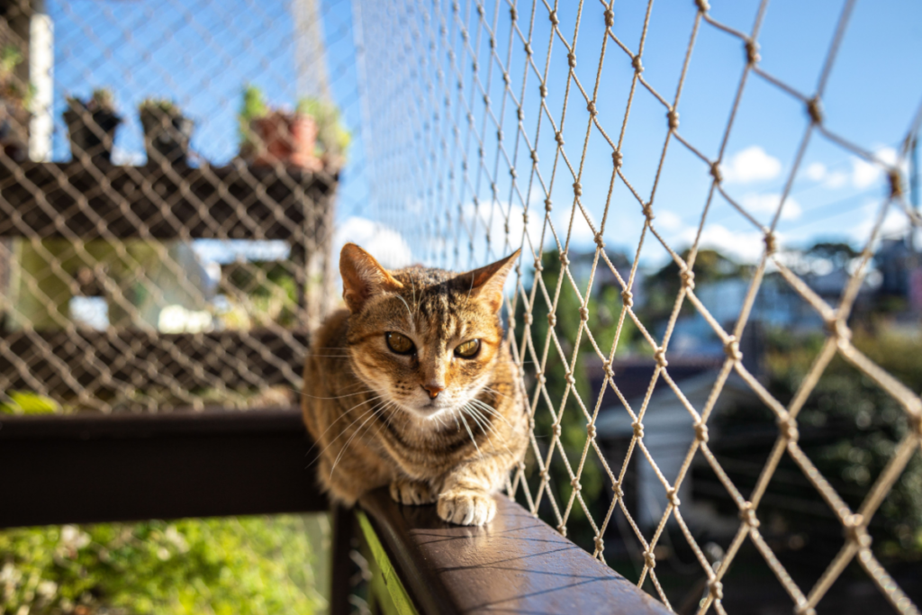 Um gato listrado sentado em uma varanda com proteção de rede