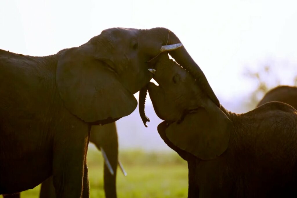Cena do documentário 'Segredos dos Elefantes'