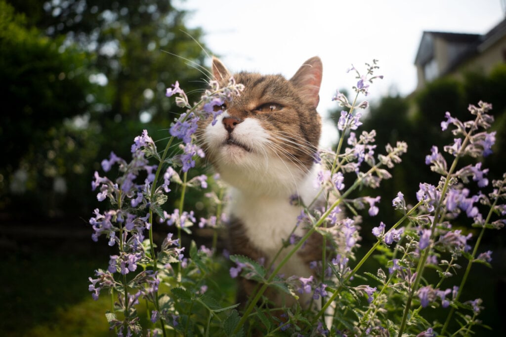 Gato cheirando catnip