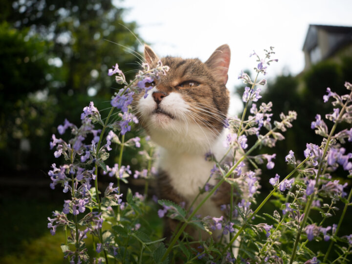 5 benefícios de oferecer catnip aos gatos