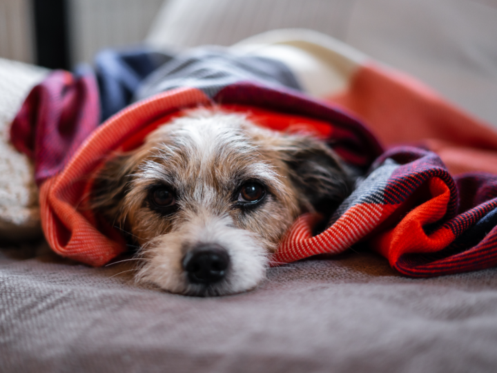 Gripe canina: veja os sintomas e como cuidar de cães infectados