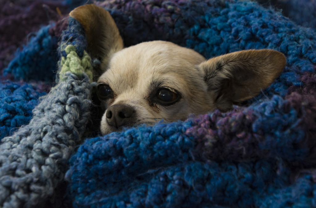 Cachorro enrolado em uma coberta de crochê azul