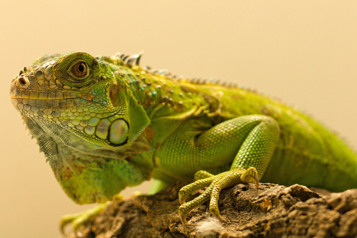 Veja como criar uma iguana em ambiente doméstico