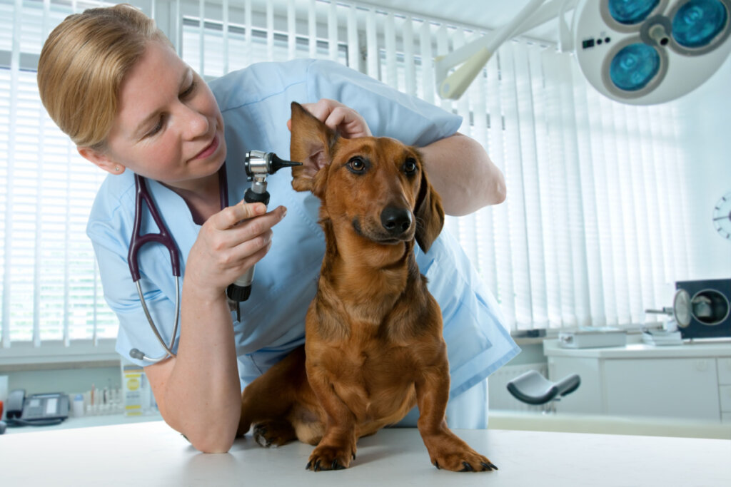 Médica veterinário fazendo avaliação na orelha de um cachorro